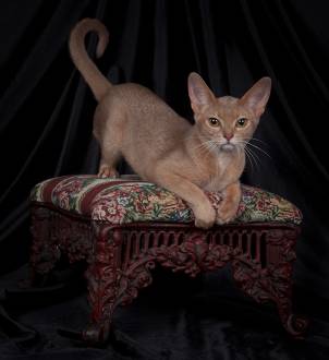 fawn Abyssinian