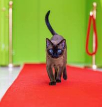 Tonkinese kitten