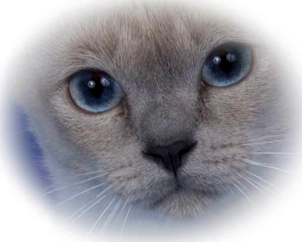 Tonkinese